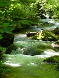 ashland_lithia_park_creek_thumb.jpg