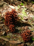ashland_lithia_park_thumb.jpg