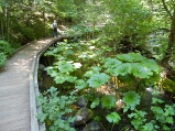 ashland_lithia_park_walkway_thumb.jpg