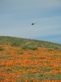 Chopper_tourists_thumb.JPG