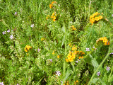 Fiddleneck_thumb.jpg