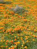 More_fleurs_thumb.JPG