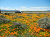 Poppies_and_Car_thumb.JPG