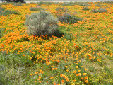 Poppies_no_filter_thumb.JPG