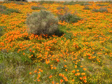 Poppies_sunset_filter_thumb.JPG