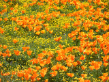 Poppies_thumb.JPG