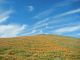 Poppies_to_the_sky_thumb.JPG