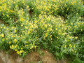 Yellow_flowers_thumb.jpg