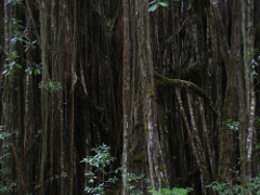 Akaka-Falls-banyan_thumb.JPG