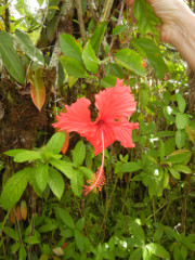 Akaka-Falls-hibiscus_thumb.JPG