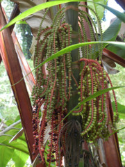Akaka-Falls-mystery-berries_thumb.JPG