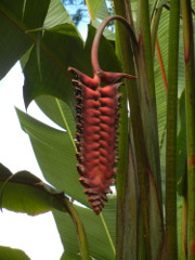 Akaka-Falls-seed-pod_thumb.JPG