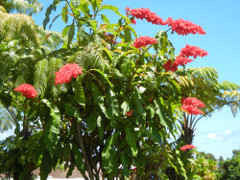 Big-Island-east_thumb.JPG