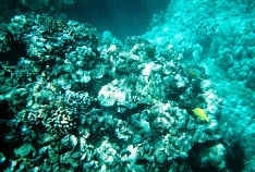 Coral_2_thumb.jpg