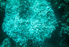 Coral_3_thumb.jpg