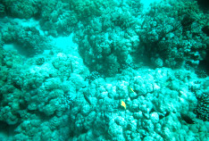 Coral_4_thumb.jpg