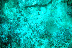Coral_7_thumb.jpg