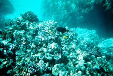 Coral_grazers_thumb.jpg