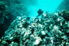 Coral_thumb.jpg