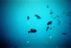 Fish_Palooza_thumb.jpg