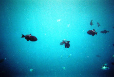 Fish_Smaller_Palooza_thumb.jpg