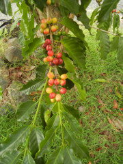 HulaDaddy-cherries-2_thumb.JPG