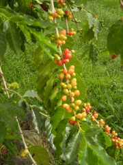HulaDaddy-cherries_thumb.JPG