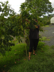 HulaDaddy-picking-cherries_thumb.JPG