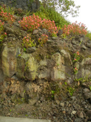 HulaDaddy-soil_thumb.JPG