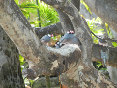 KonaTiki-Java-finches-2-_thumb.JPG