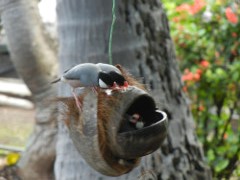 KonaTiki-Java-finches_thumb.JPG