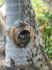 KonaTiki-birds-2_thumb.JPG