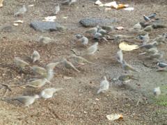 KonaTiki-birds-3_thumb.JPG