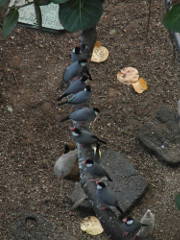 KonaTiki-birds_thumb.JPG