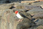 KonaTiki-yellow-billed-cardinal_thumb.JPG