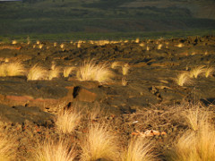 Queen-Kaahumanu-Hwy-grass_thumb.JPG