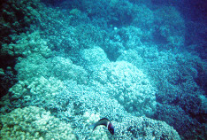 Snorkel_lone_fish_thumb.jpg