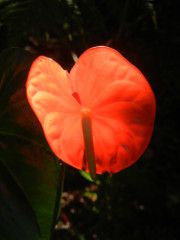 Volcano-Anthurium-backlit_thumb.JPG