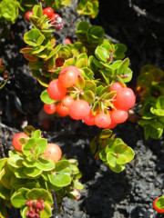 Volcano-Park-Kilauea-Iki-crater-berries_thumb.JPG