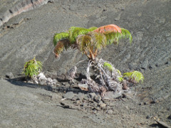 Volcano-Park-Kilauea-Iki-crater-fern_thumb.JPG