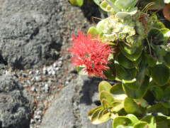 Volcano-Park-Kilauea-Iki-crater-life_thumb.JPG