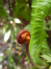 Volcano-Park-Kilauea-Iki-trail-_thumb.JPG