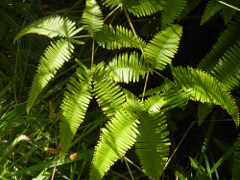 Volcano-Park-Kilauea-Iki-trail-ferns_thumb.JPG