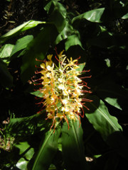 Volcano-Park-Kilauea-Iki-trail-ginger_thumb.JPG