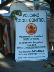 Volcano-frog_thumb.JPG