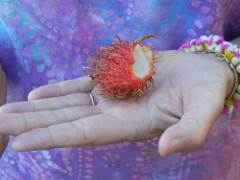 Volcano-fruit_thumb.JPG