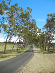 Waimea-Parker-Ranch_thumb.JPG