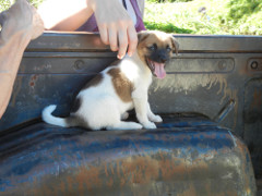 Waipio-puppy_thumb.JPG