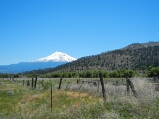 shasta_thumb.jpg