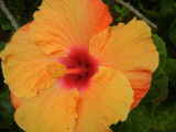 Luau_hibiscus_thumb.JPG